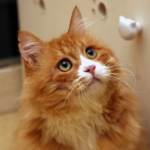 领养猫咪哪一种年龄最合适,领养一只小猫咪的十个理由