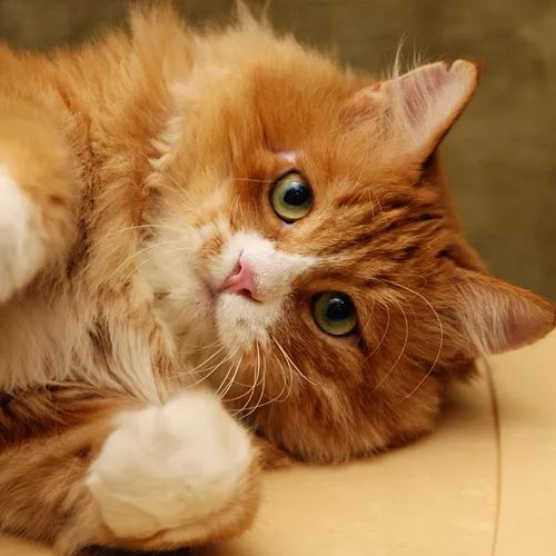 领养猫咪哪一种年龄最合适,领养一只小猫咪的十个理由