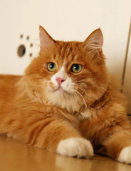 领养猫咪哪一种年龄最合适,领养一只小猫咪的十个理由