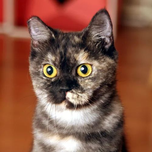 领养猫咪哪一种年龄最合适,领养一只小猫咪的十个理由