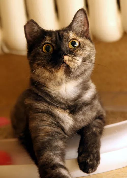 领养猫咪哪一种年龄最合适,领养一只小猫咪的十个理由