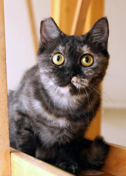 领养猫咪哪一种年龄最合适,领养一只小猫咪的十个理由