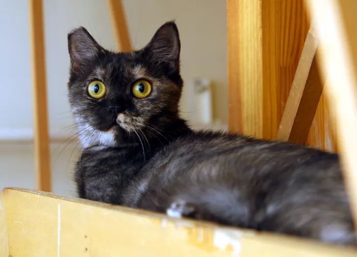 领养猫咪哪一种年龄最合适,领养一只小猫咪的十个理由