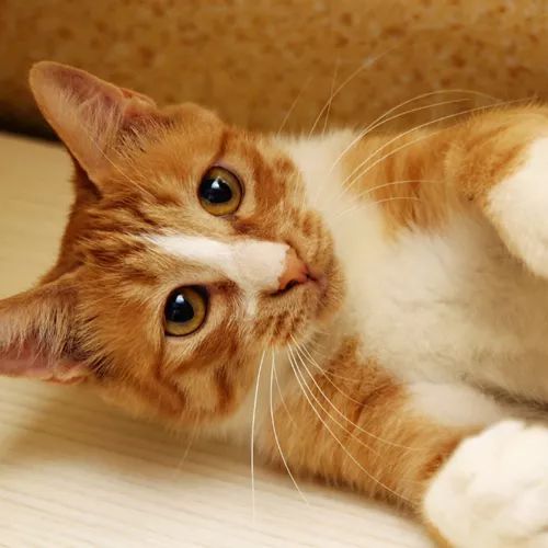 领养猫咪哪一种年龄最合适,领养一只小猫咪的十个理由