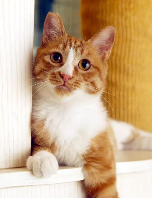 领养猫咪哪一种年龄最合适,领养一只小猫咪的十个理由
