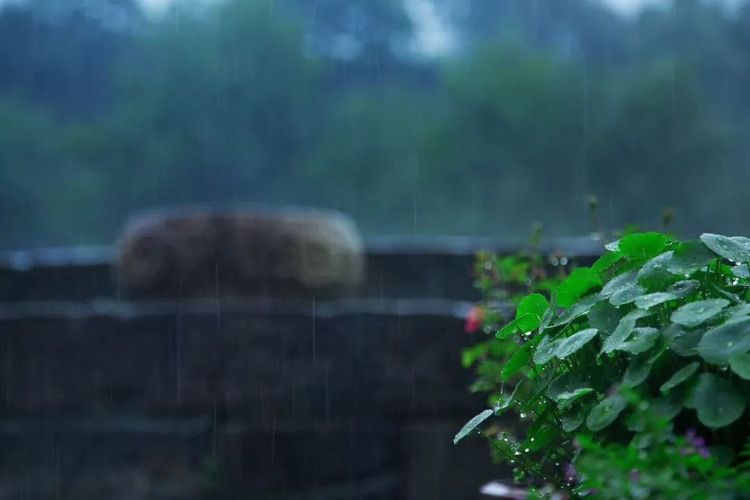 白露塘杀猪粉做法,白鹭杰哥