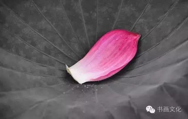 白露塘杀猪粉做法,白鹭杰哥