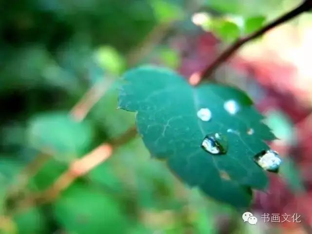 白露塘杀猪粉做法,白鹭杰哥