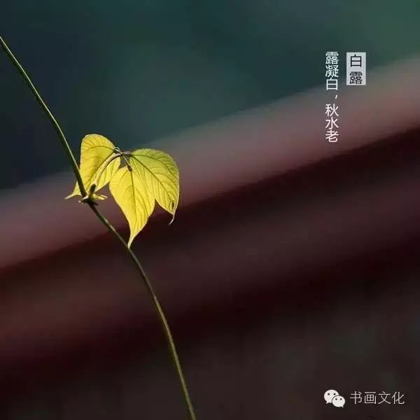 白露塘杀猪粉做法,白鹭杰哥