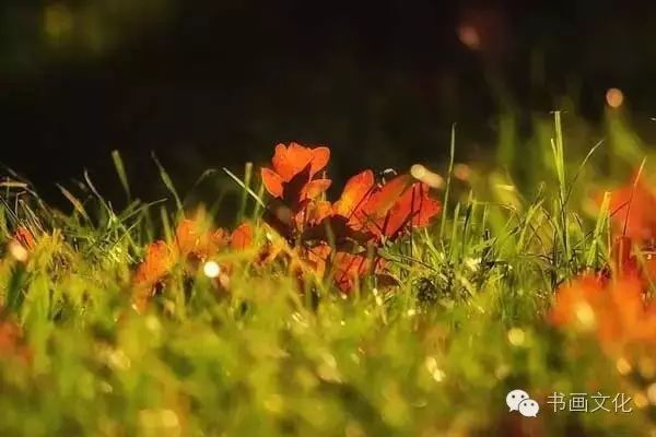 白露塘杀猪粉做法,白鹭杰哥