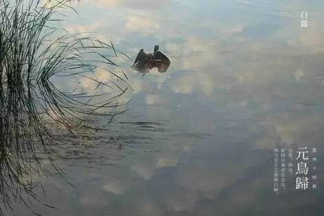 白露塘杀猪粉做法,白鹭杰哥