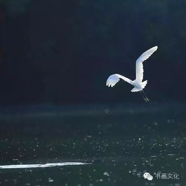 白露塘杀猪粉做法,白鹭杰哥