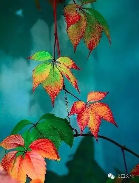 白露塘杀猪粉做法,白鹭杰哥