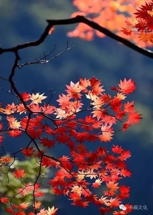 白露塘杀猪粉做法,白鹭杰哥