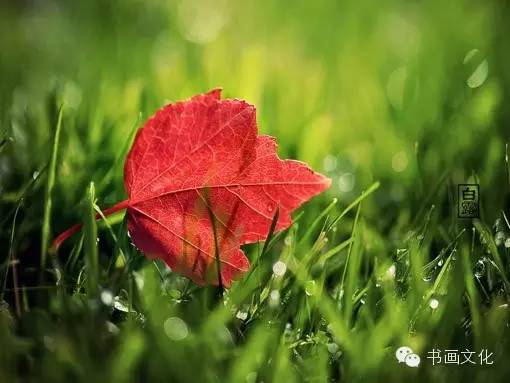 白露塘杀猪粉做法,白鹭杰哥