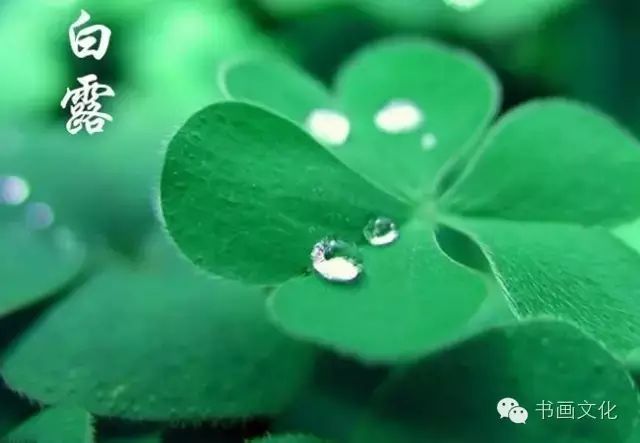 白露塘杀猪粉做法,白鹭杰哥