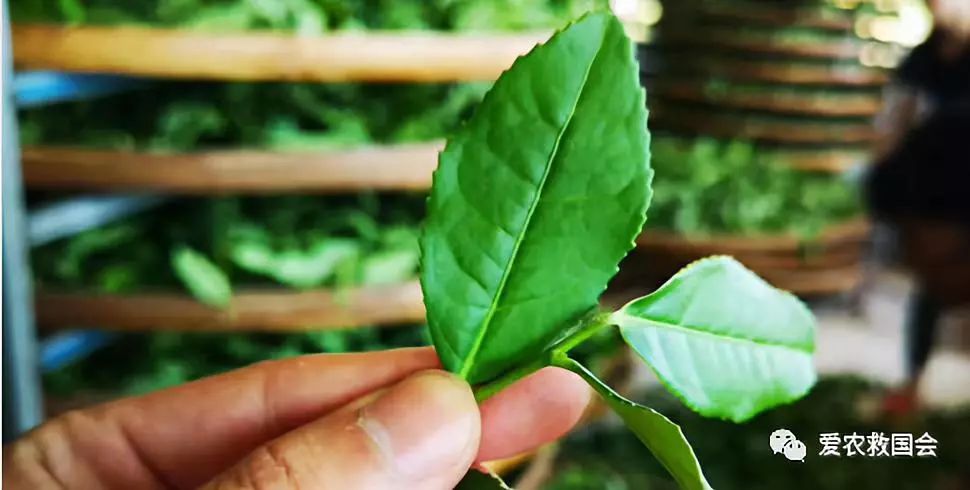 宀╄尪鍒惰尪鏁欏,鍒惰尪宸ヨ壓涓庤尪鏂囧寲