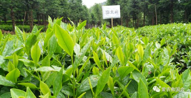 宀╄尪鍒惰尪鏁欏,鍒惰尪宸ヨ壓涓庤尪鏂囧寲