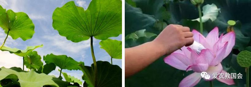 宀╄尪鍒惰尪鏁欏,鍒惰尪宸ヨ壓涓庤尪鏂囧寲