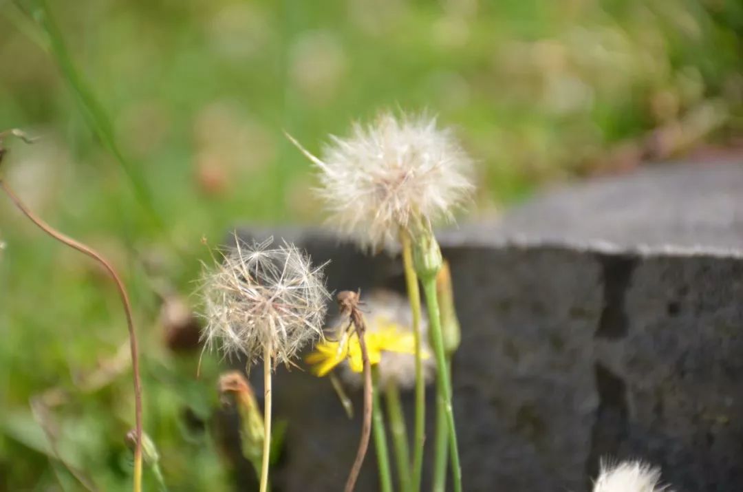 这个夏天，是你们唤醒了我心中的那粒种子