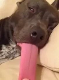 汪星人有哪些秘密,汪星人真实的秘密