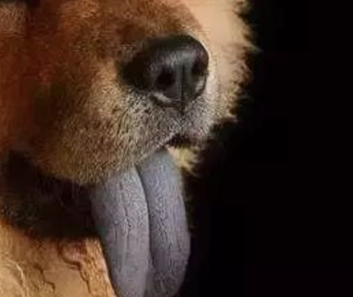 汪星人有哪些秘密,汪星人真实的秘密