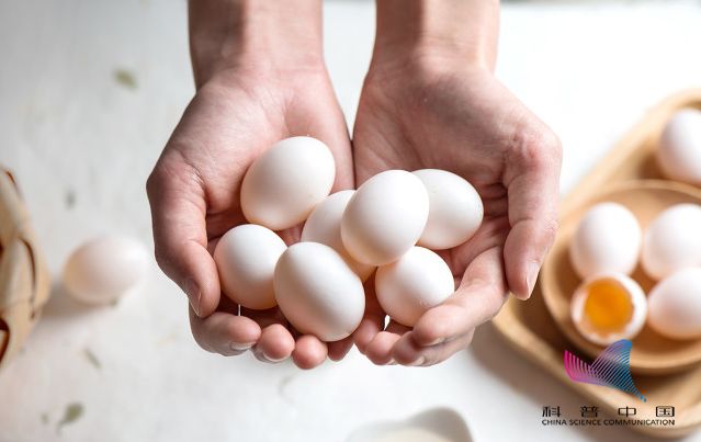 鸭蛋鸡蛋鹅蛋鹌鹑蛋哪个胆固醇高,鸡蛋鸭蛋鹅蛋鹌鹑蛋哪个更安全