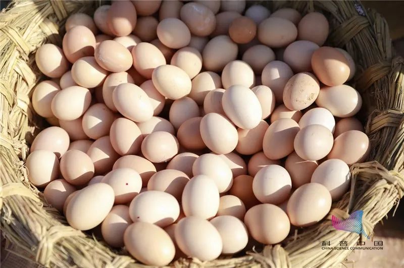 鸭蛋鸡蛋鹅蛋鹌鹑蛋哪个胆固醇高,鸡蛋鸭蛋鹅蛋鹌鹑蛋哪个更安全