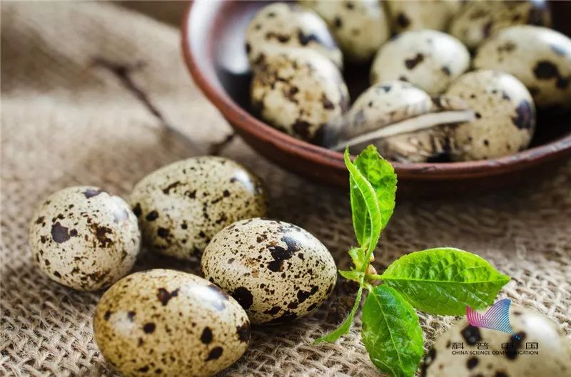 鸭蛋鸡蛋鹅蛋鹌鹑蛋哪个胆固醇高,鸡蛋鸭蛋鹅蛋鹌鹑蛋哪个更安全