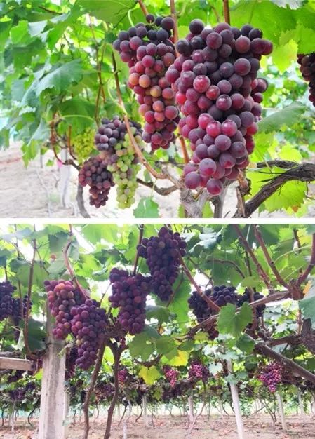 每亩可增产上百斤,葡萄如何做到增产增收
