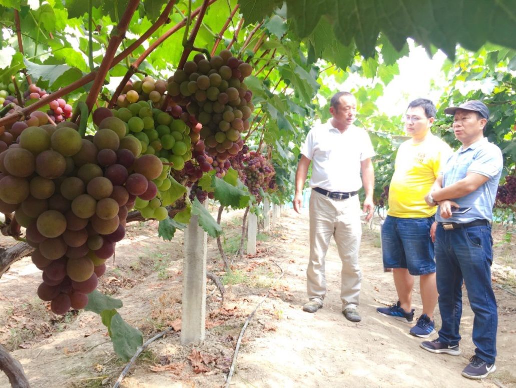 每亩可增产上百斤,葡萄如何做到增产增收
