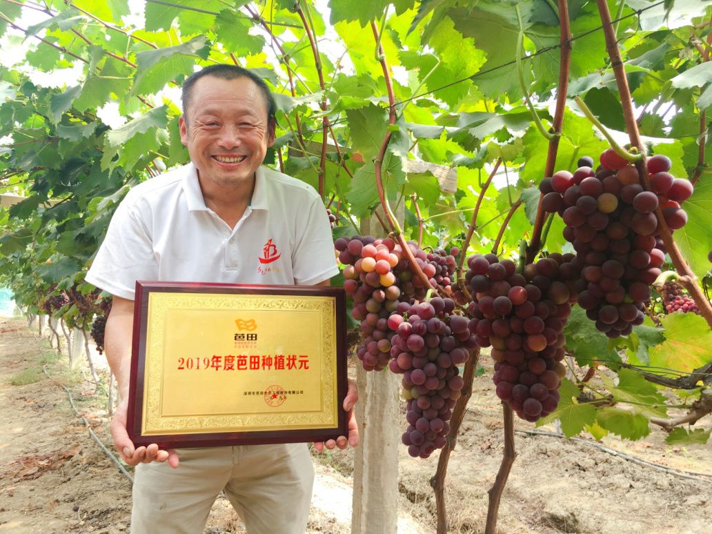 每亩可增产上百斤,葡萄如何做到增产增收