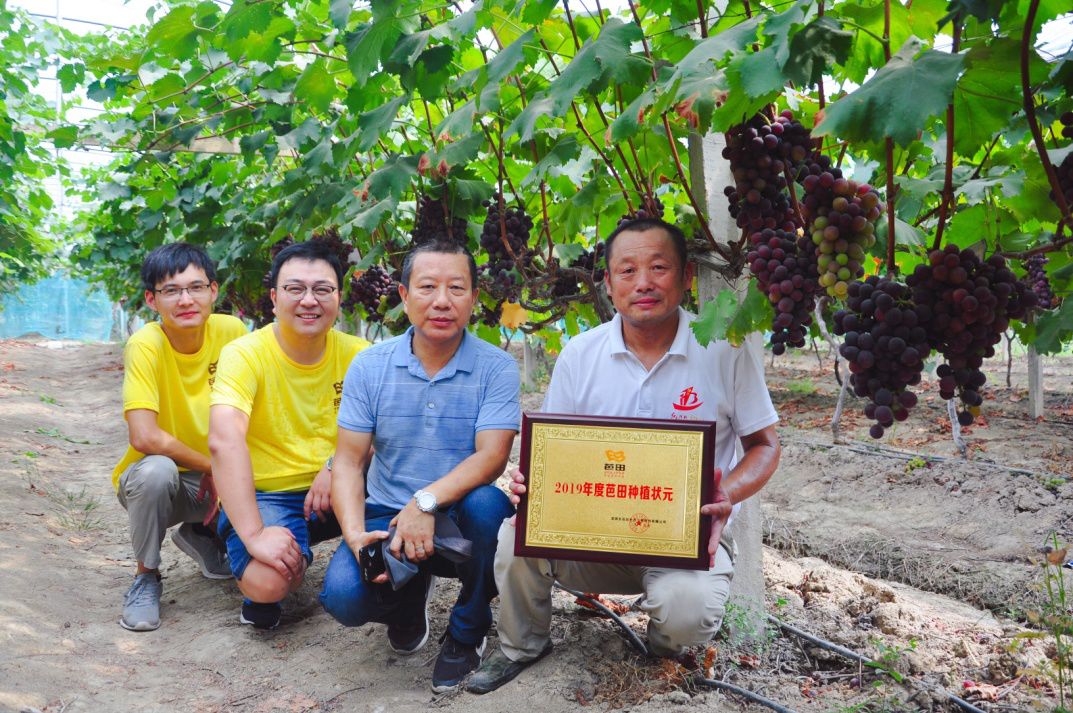 每亩可增产上百斤,葡萄如何做到增产增收