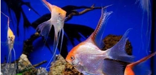 黄河流入大海后的鱼会怎样,黄河里的淡水鱼进入大海会死吗