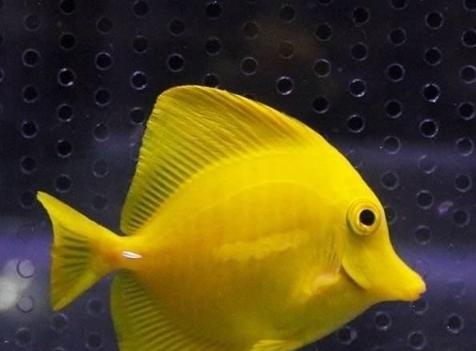 黄河流入大海后的鱼会怎样,黄河里的淡水鱼进入大海会死吗