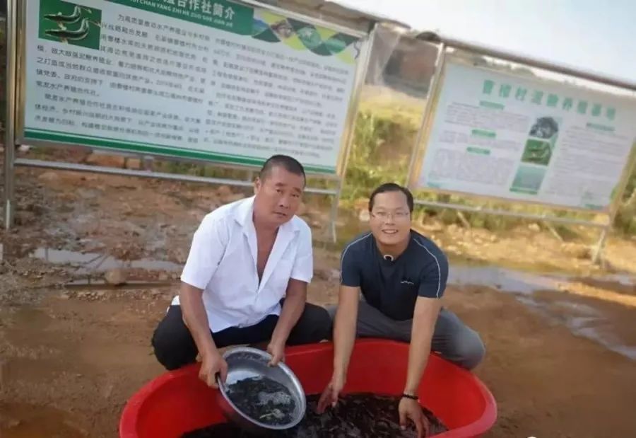 给力,禹州小乡村“小泥鳅”喜获大丰收