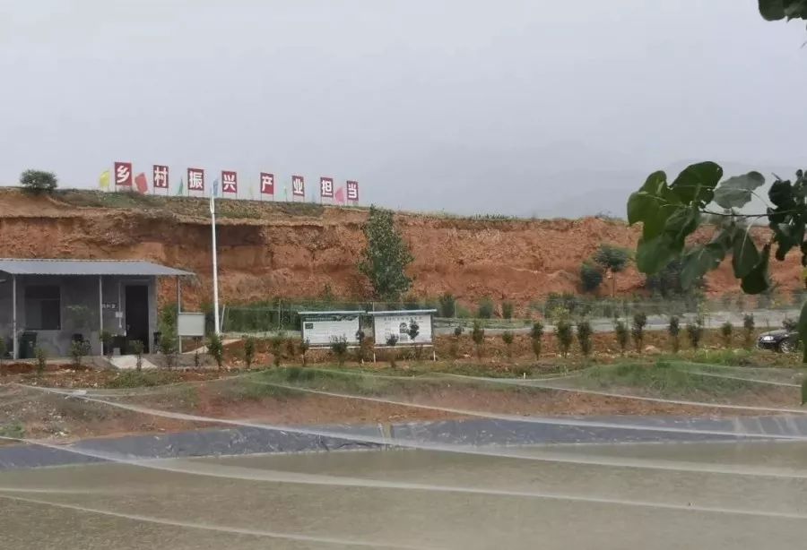 给力,禹州小乡村“小泥鳅”喜获大丰收