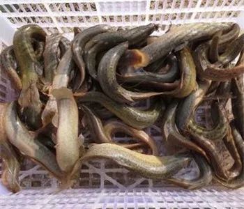 给力,禹州小乡村“小泥鳅”喜获大丰收