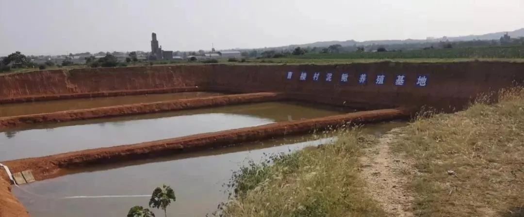 给力,禹州小乡村“小泥鳅”喜获大丰收