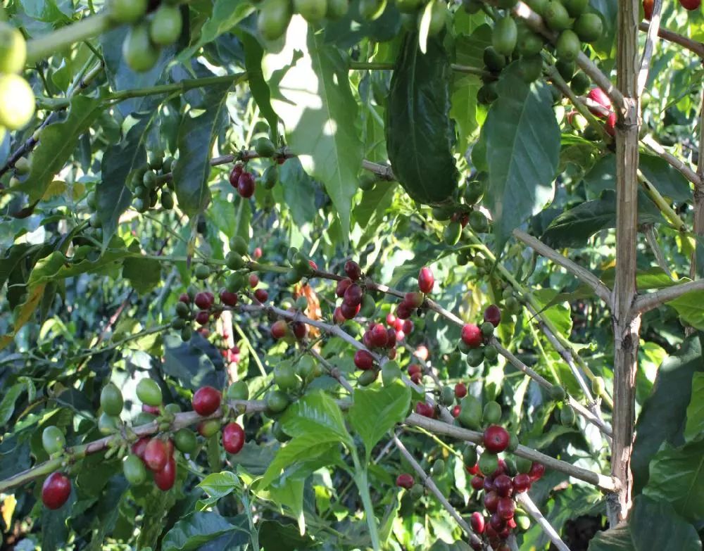 坦桑尼亚乞力马扎罗咖啡,肯尼亚咖啡推荐