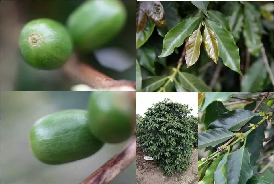 坦桑尼亚乞力马扎罗咖啡,肯尼亚咖啡推荐