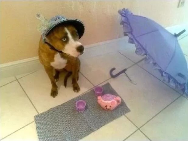 爹妈静悄悄总是在作妖,爹妈静悄悄准是在作妖后续