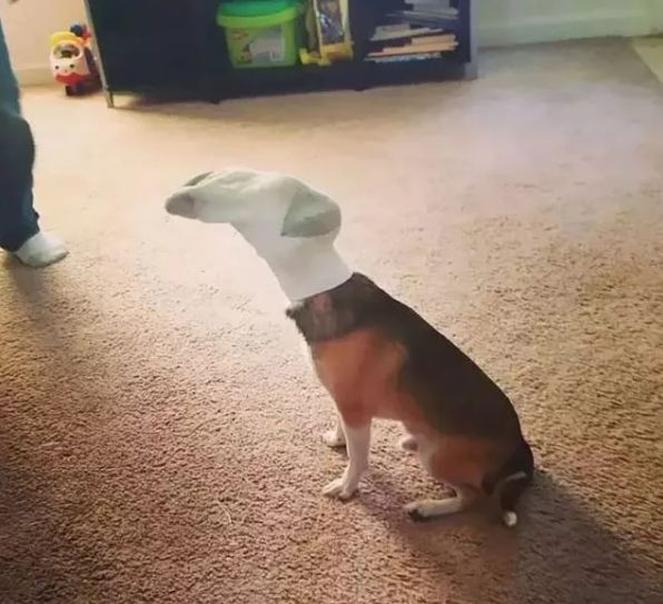 爹妈静悄悄总是在作妖,爹妈静悄悄准是在作妖后续