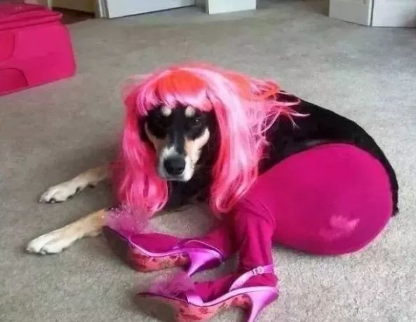 爹妈静悄悄总是在作妖,爹妈静悄悄准是在作妖后续