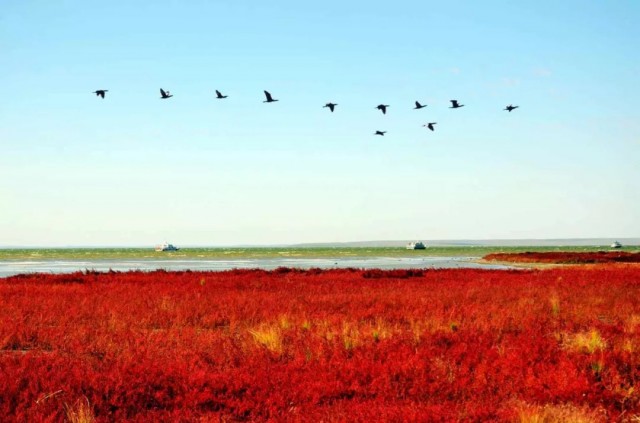 内蒙古的秋天有多美,内蒙古的秋天有多美啊
