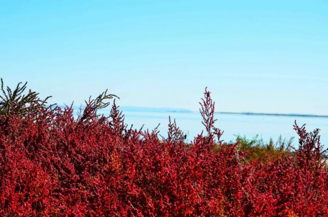 内蒙古的秋天有多美,内蒙古的秋天有多美啊