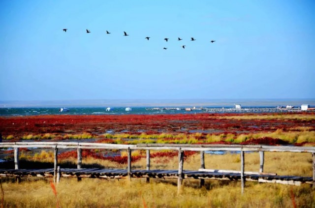 内蒙古的秋天有多美,内蒙古的秋天有多美啊