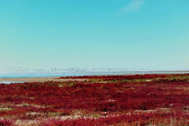 内蒙古的秋天有多美,内蒙古的秋天有多美啊