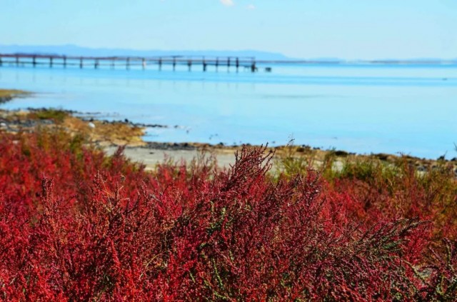 内蒙古的秋天有多美,内蒙古的秋天有多美啊