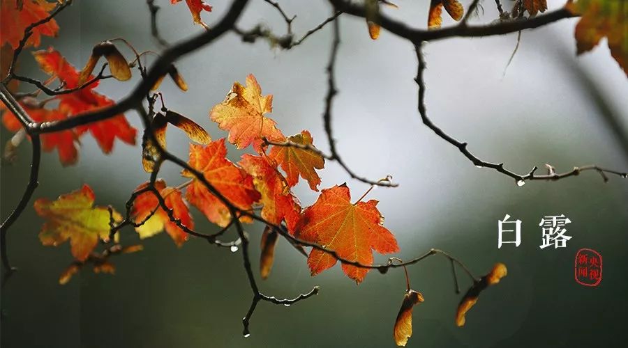 白露节气一场秋雨一场凉,有关24节气白露的知识